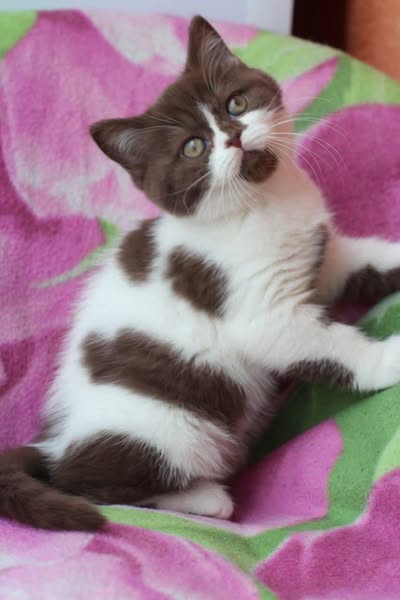 British Shorthair