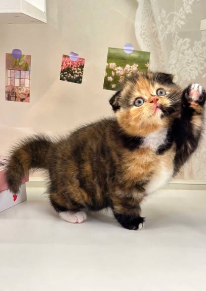 Scottish Fold