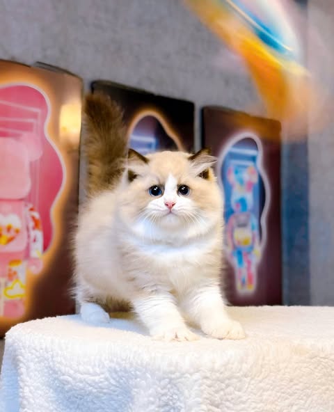 Ragdoll