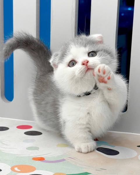 Munchkin Fold
