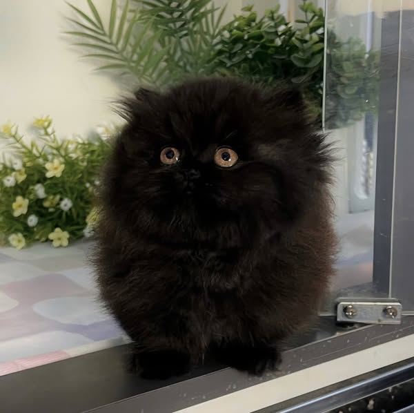 Munchkin Longhair