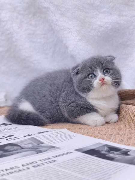 Scottish Fold