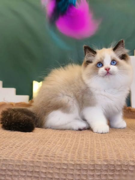 Ragdoll
