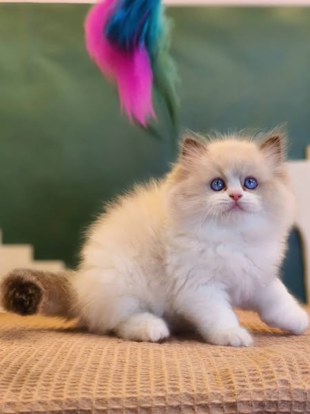 Ragdoll