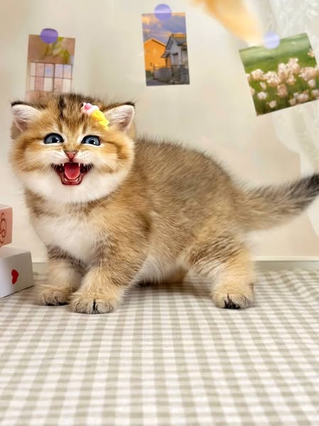 British Shorthair