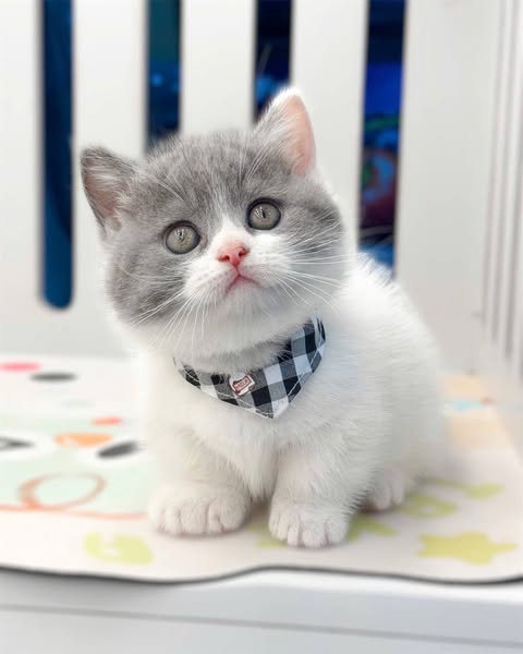 Munchkin