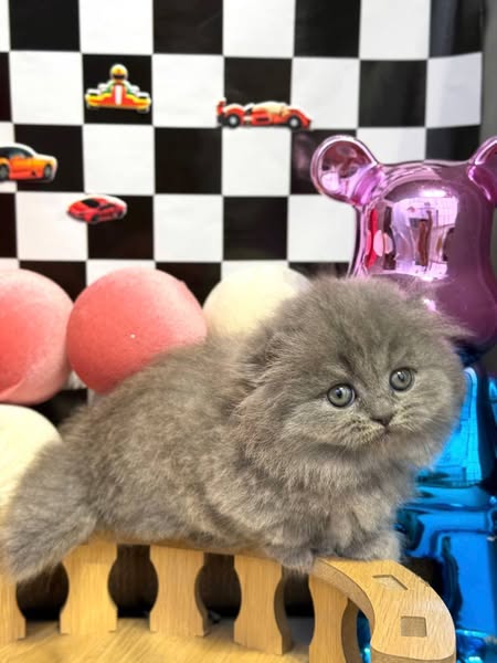 Munchkin Fold Longhair