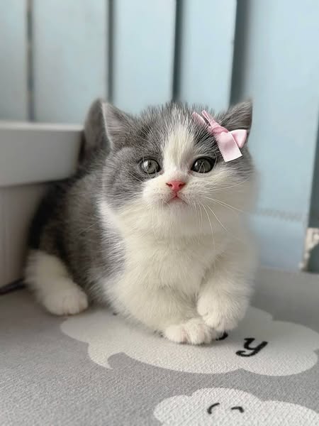 Munchkin
