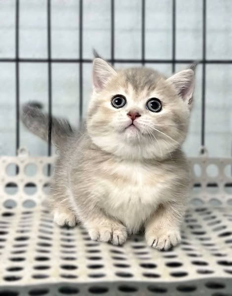 Munchkin
