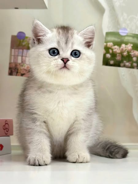 British Shorthair