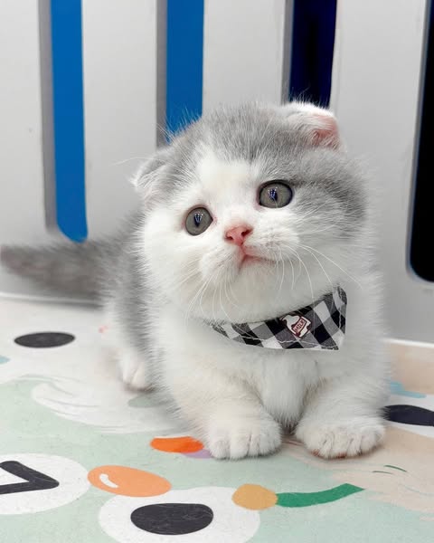 Munchkin Fold