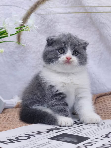Scottish Fold