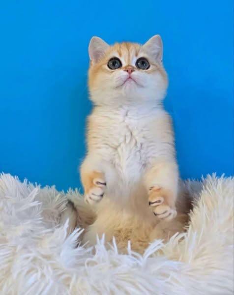 British Shorthair