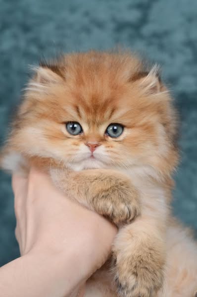 British Longhair