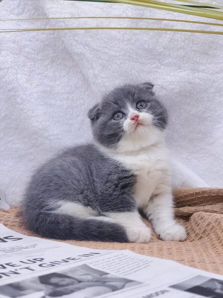 Scottish Fold