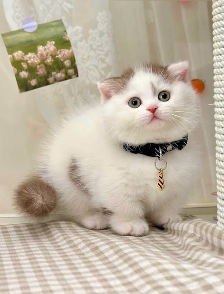 Munchkin Fold