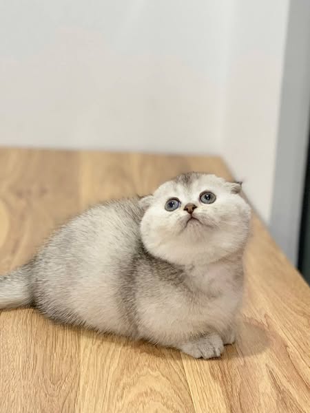 Munchkin Fold