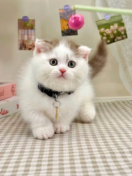 Munchkin Fold