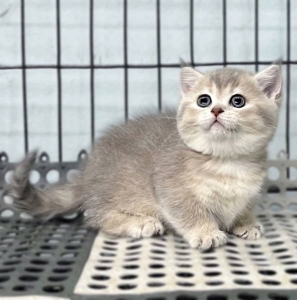 Munchkin