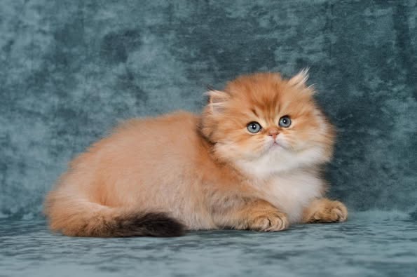 British Longhair