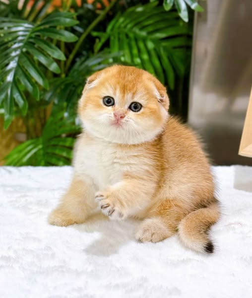 Scottish Fold