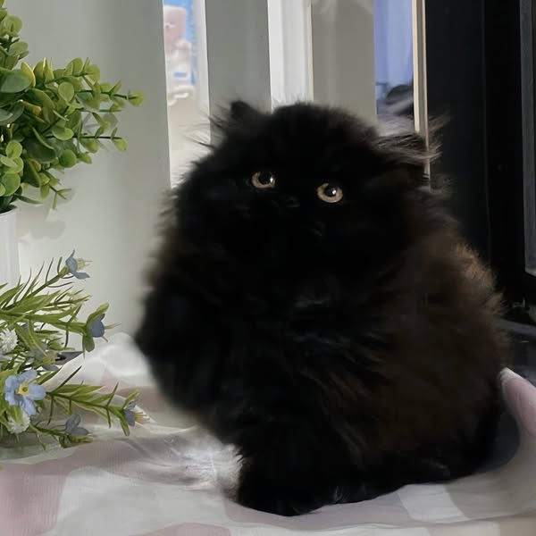 Munchkin Longhair