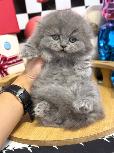 Munchkin Fold Longhair