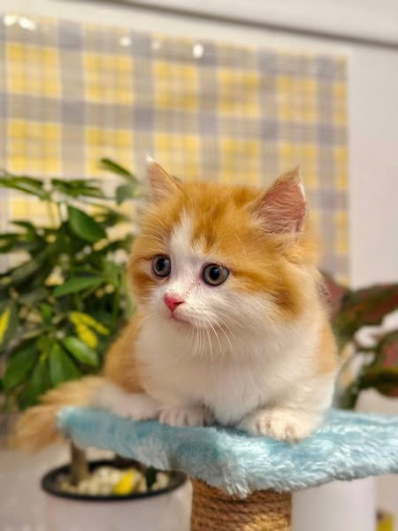 Munchkin Longhair