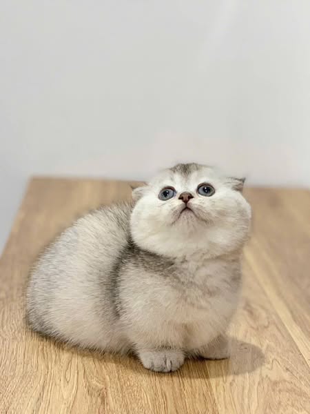 Munchkin Fold