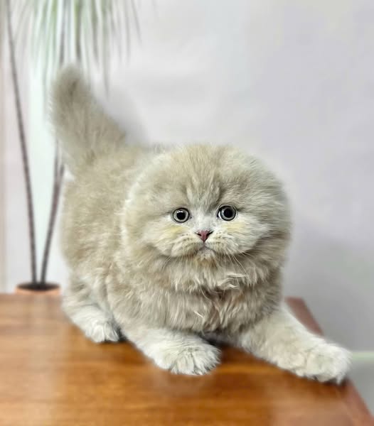 Scottish Fold Longhair