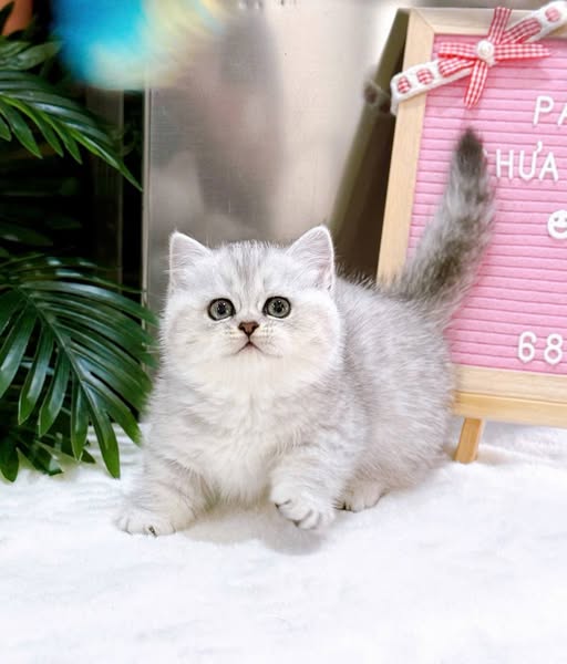 Munchkin