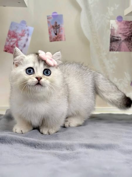 Munchkin