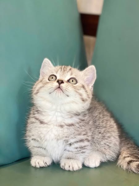 Munchkin