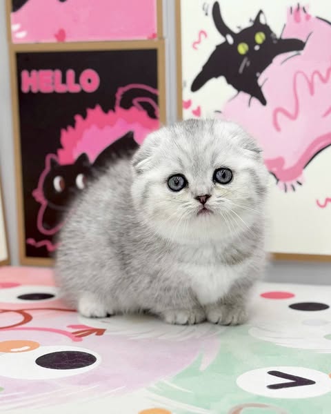 Munchkin Fold