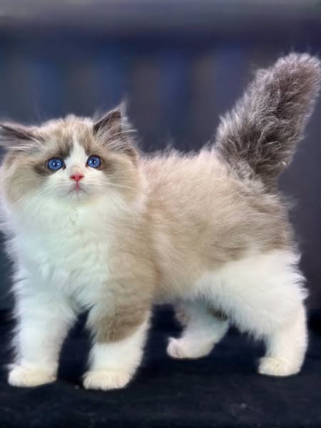 Ragdoll