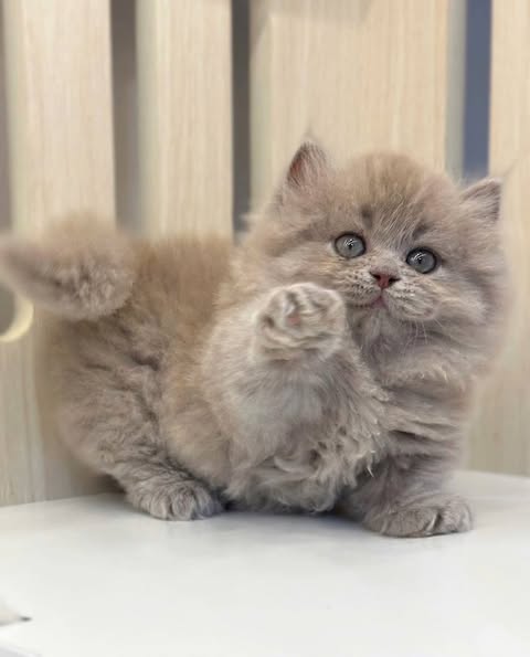 Munchkin Longhair
