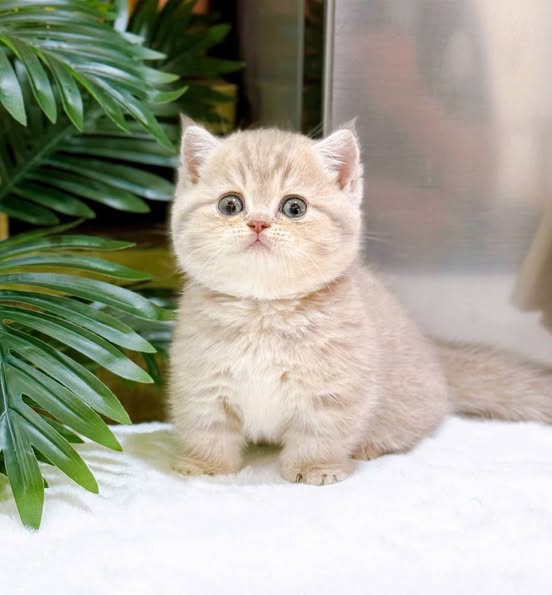 Munchkin Fold