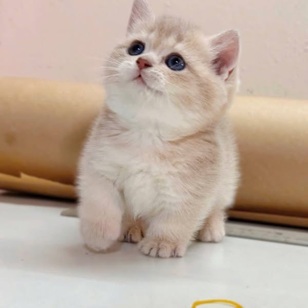 Munchkin