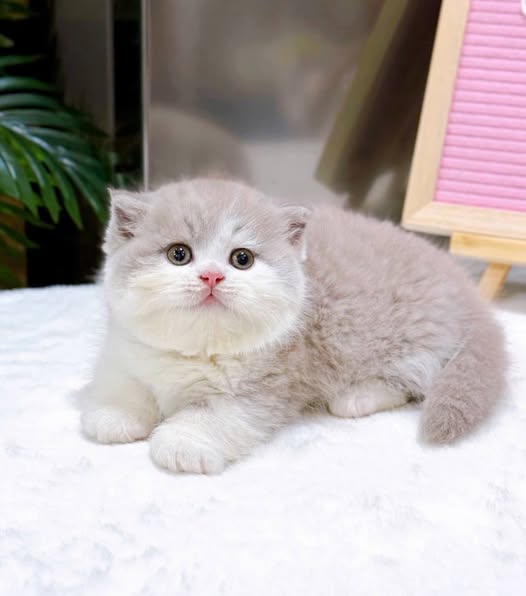 Munchkin Fold