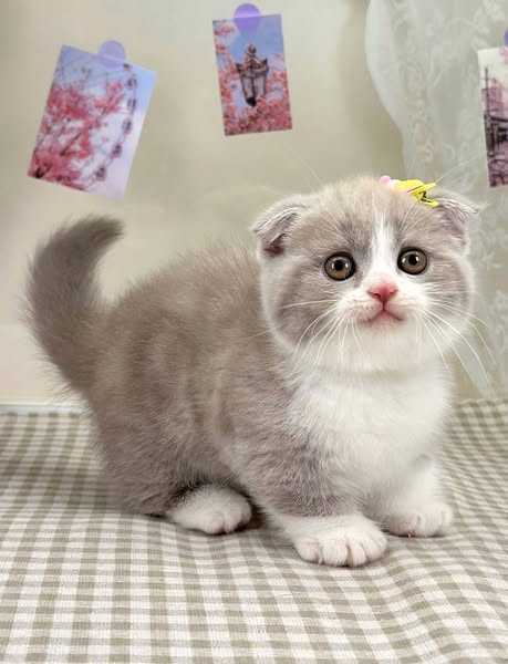 Munchkin Fold