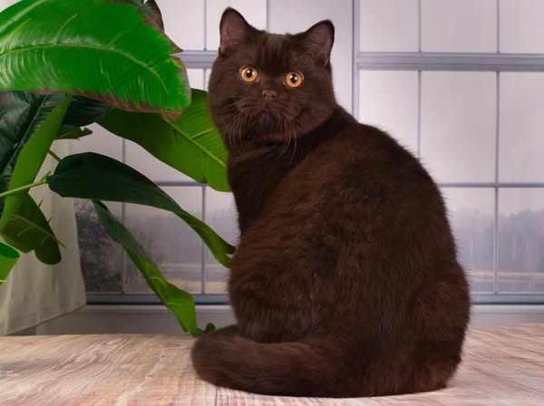 British Shorthair