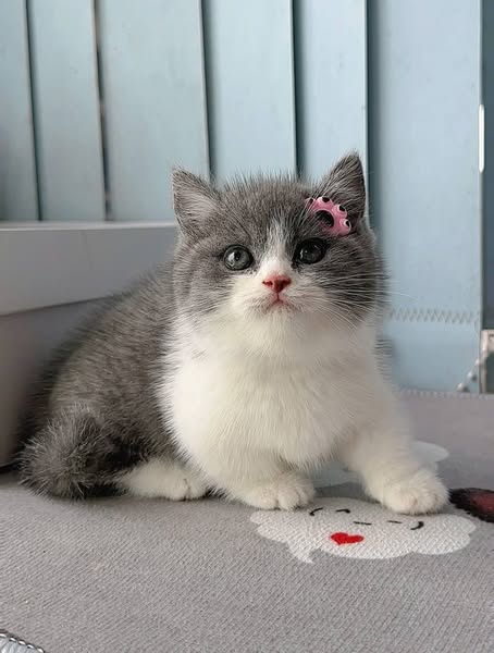 Munchkin