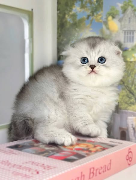 Scottish Fold Longhair