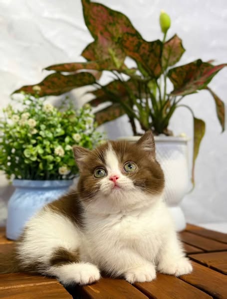 Munchkin