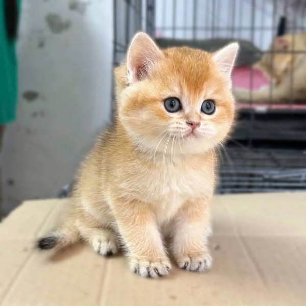 British Shorthair