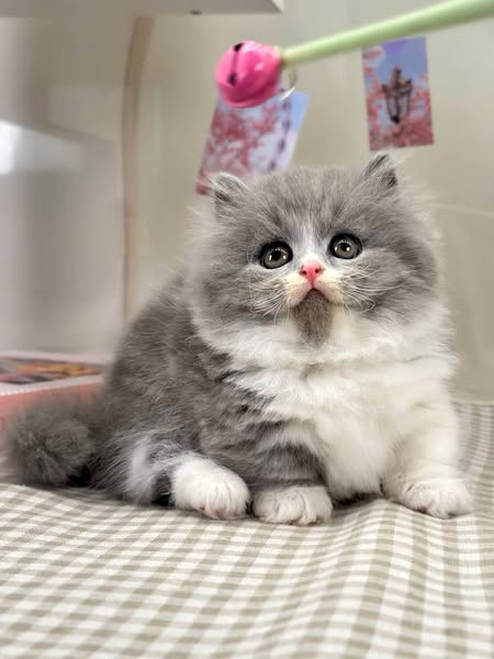 Munchkin Longhair