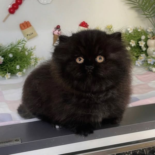 Munchkin Longhair