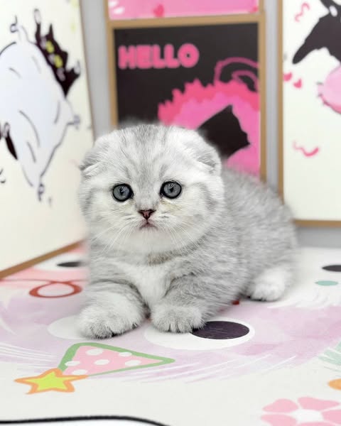 Munchkin Fold
