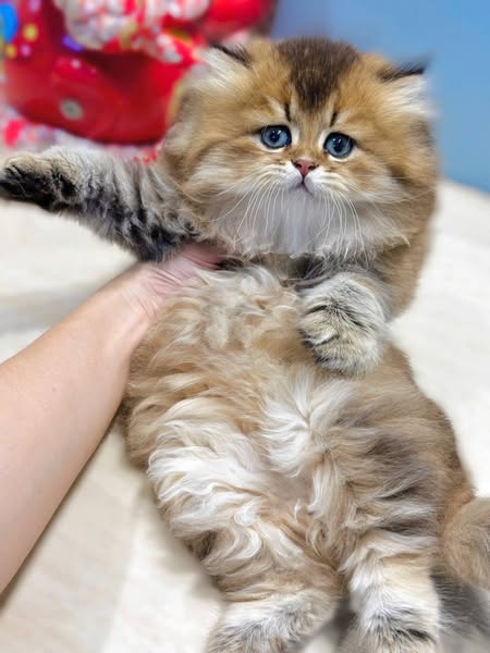 British Longhair