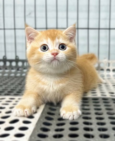 British Shorthair